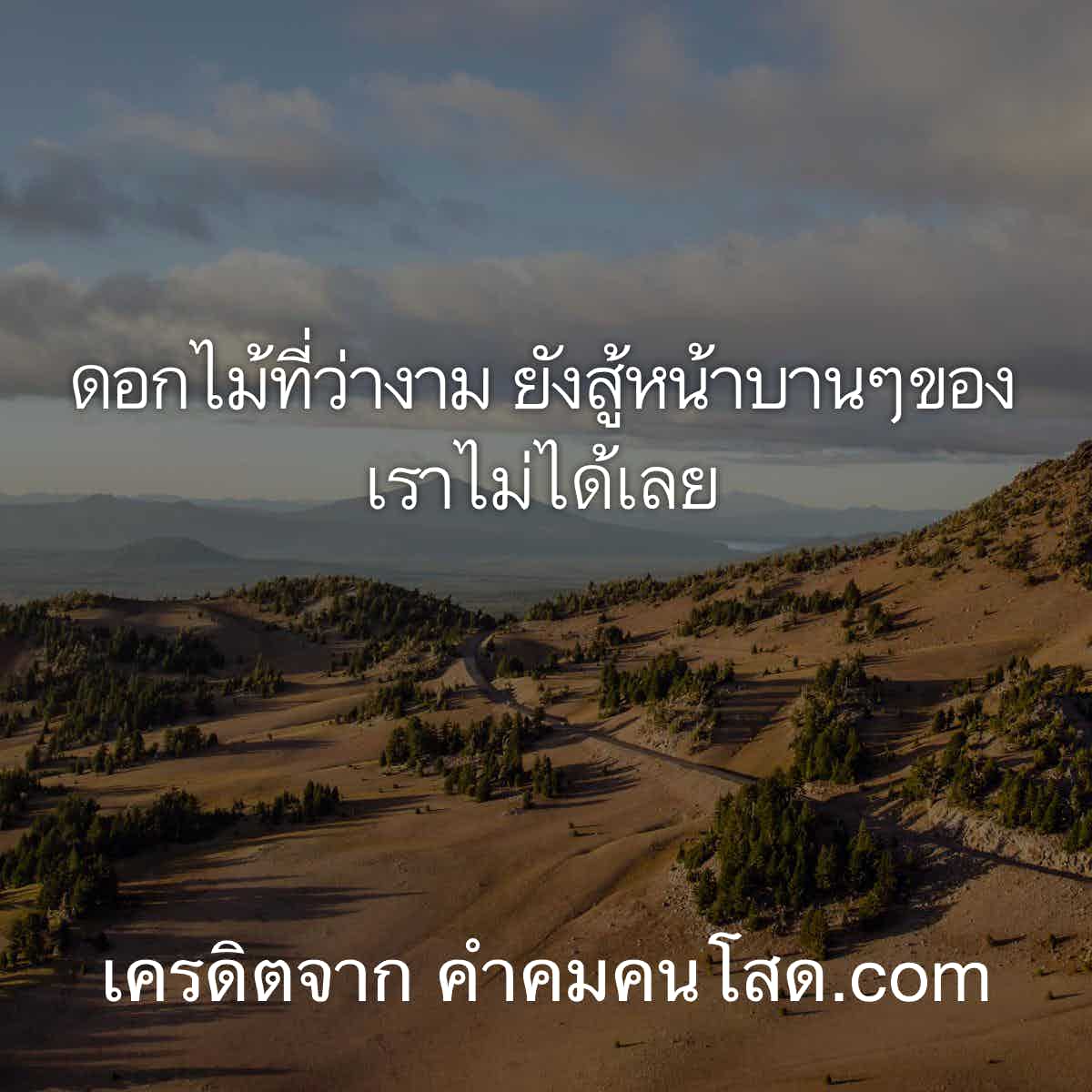 แคปชั่นคนโสด: วิธีพูดคำโบราณในโลกหาคู่ - Tăm Vip Á Đông